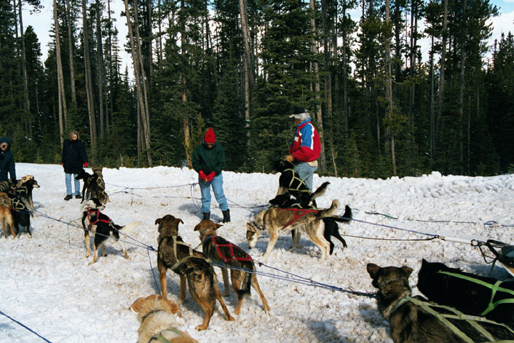 Preparing sled dogs for trip