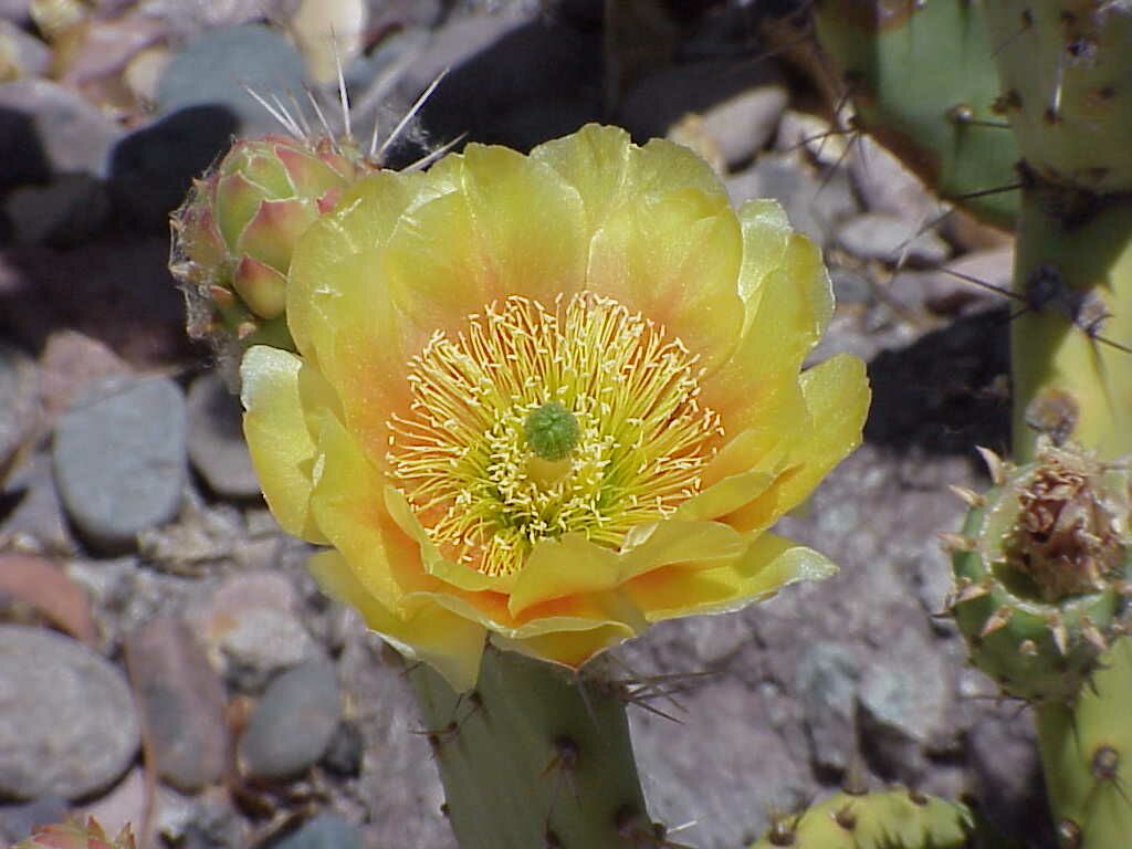 prickleypearflower.jpg