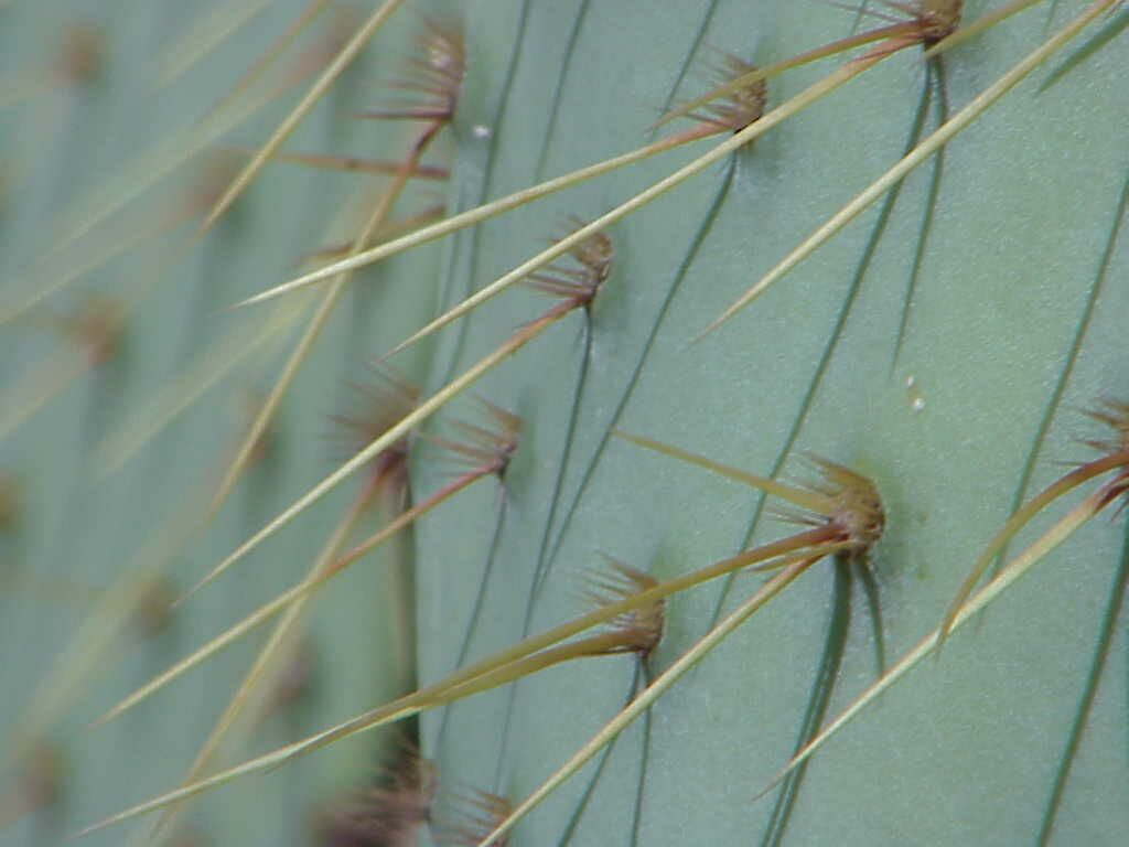 prickleypearspines.jpg