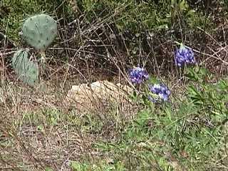 Prickly Pear Cactus and Texas Bluebonnets