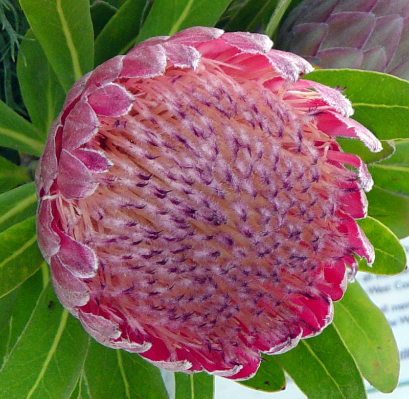 Protea Flowers