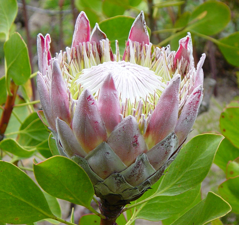 Protea Flowers