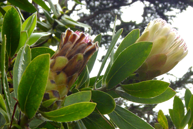 protea13.jpg