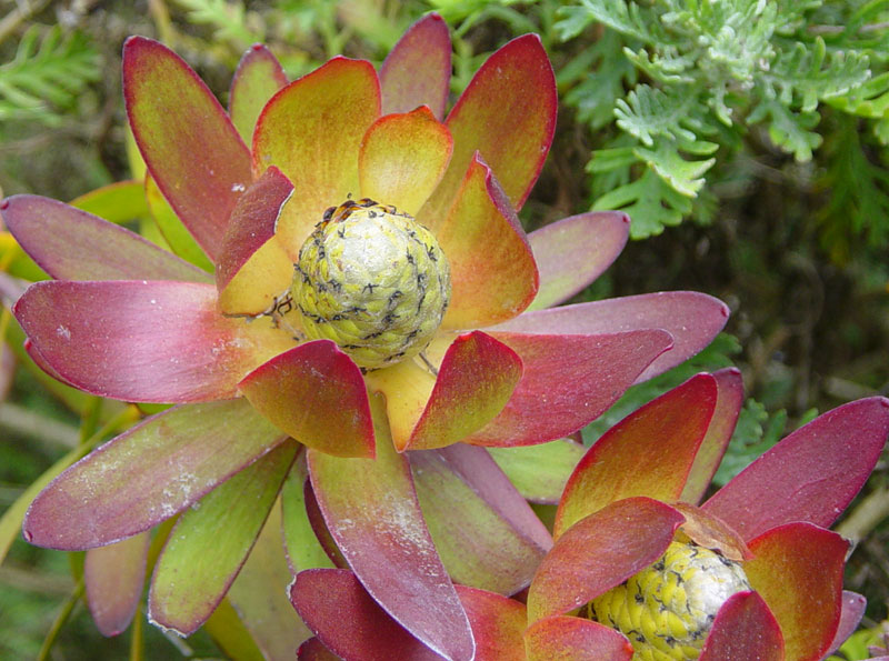 Protea Flowers