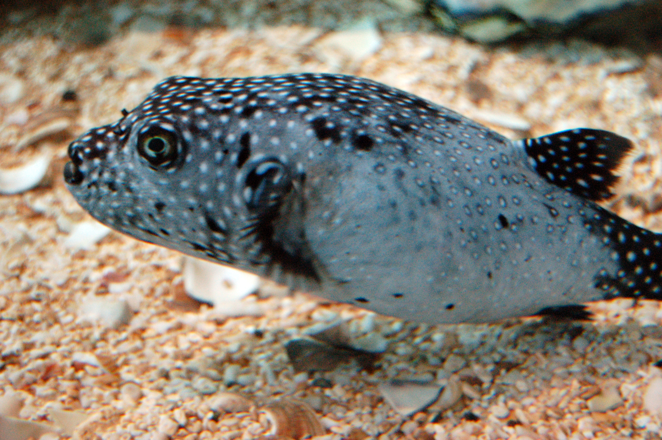 puffer3.jpg - puffer fish