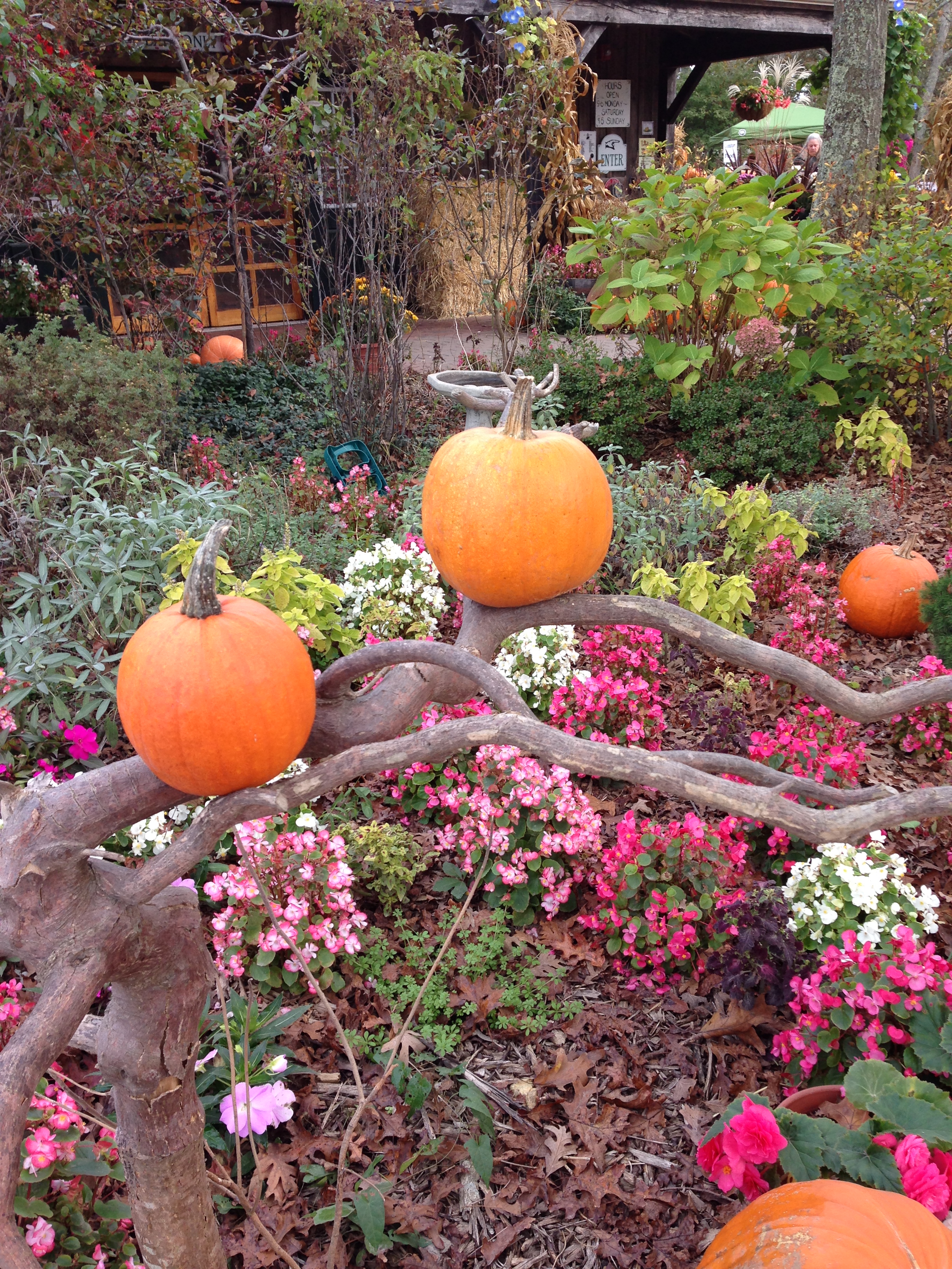 Pumpkins on a Branch