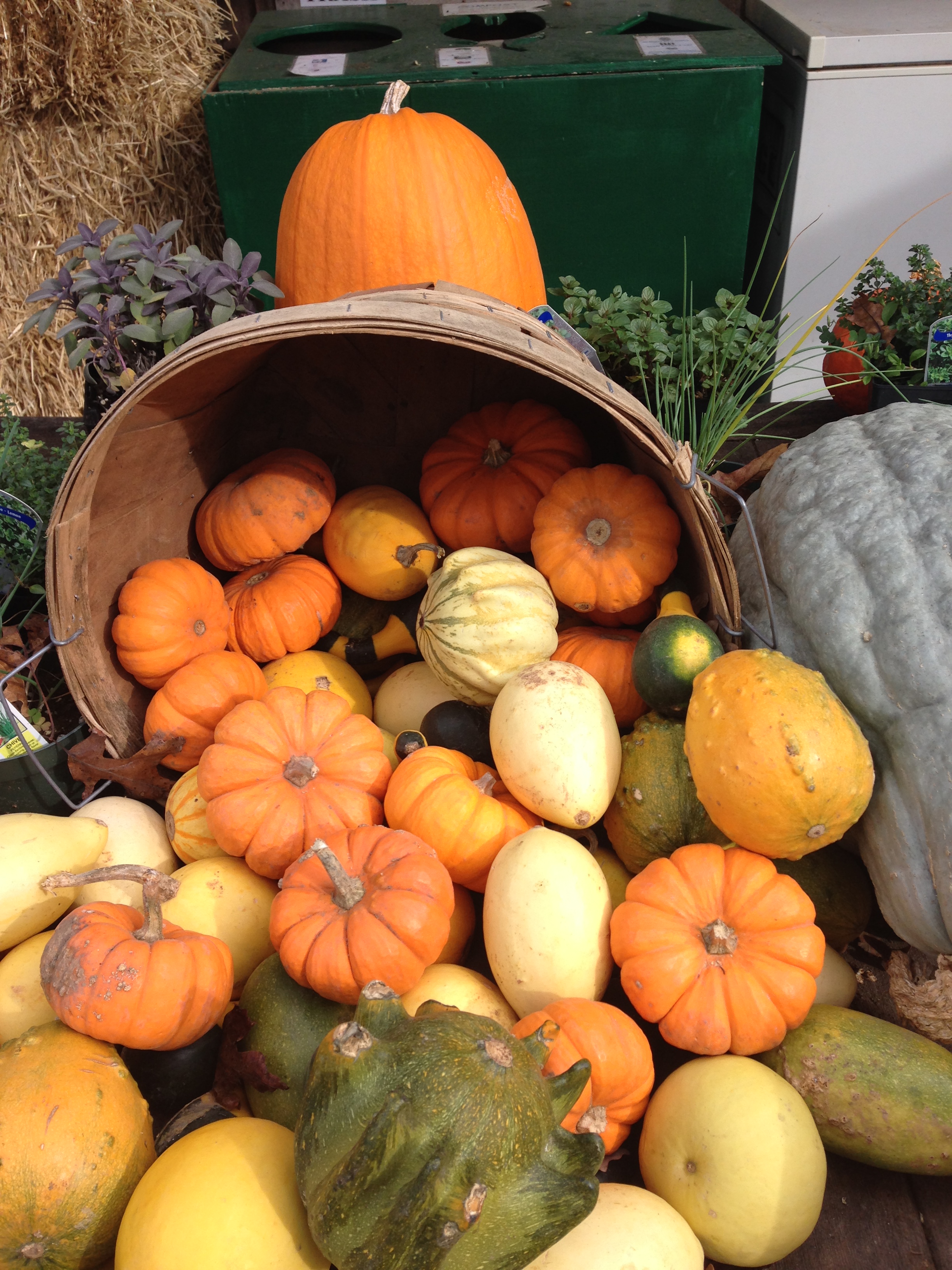 Fall Harvest