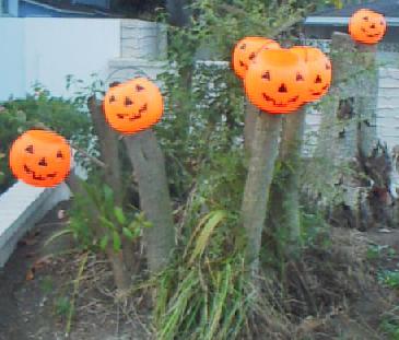 pumpkinpatch.jpg