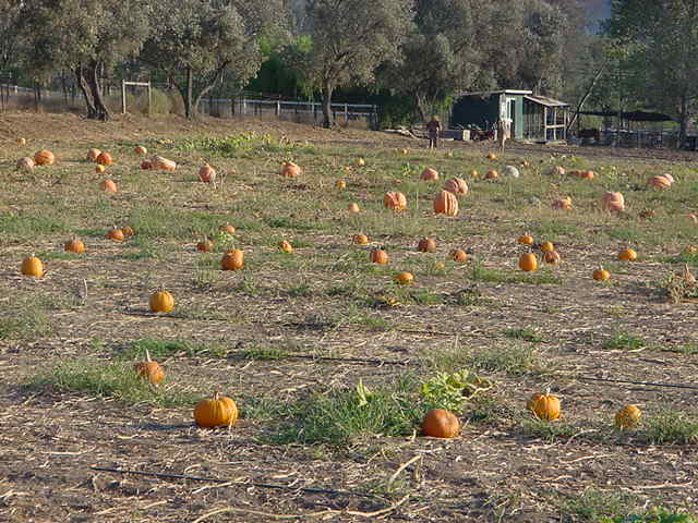 pumpkinpatch1.jpg