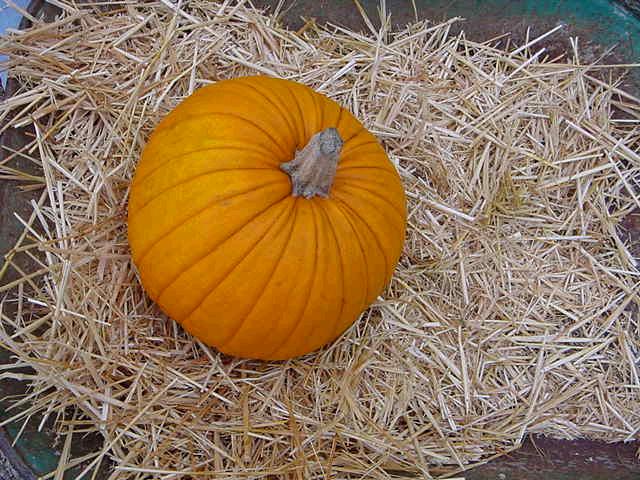 pumpkin in strwa wheelbarrow