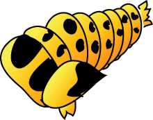 pupae.png