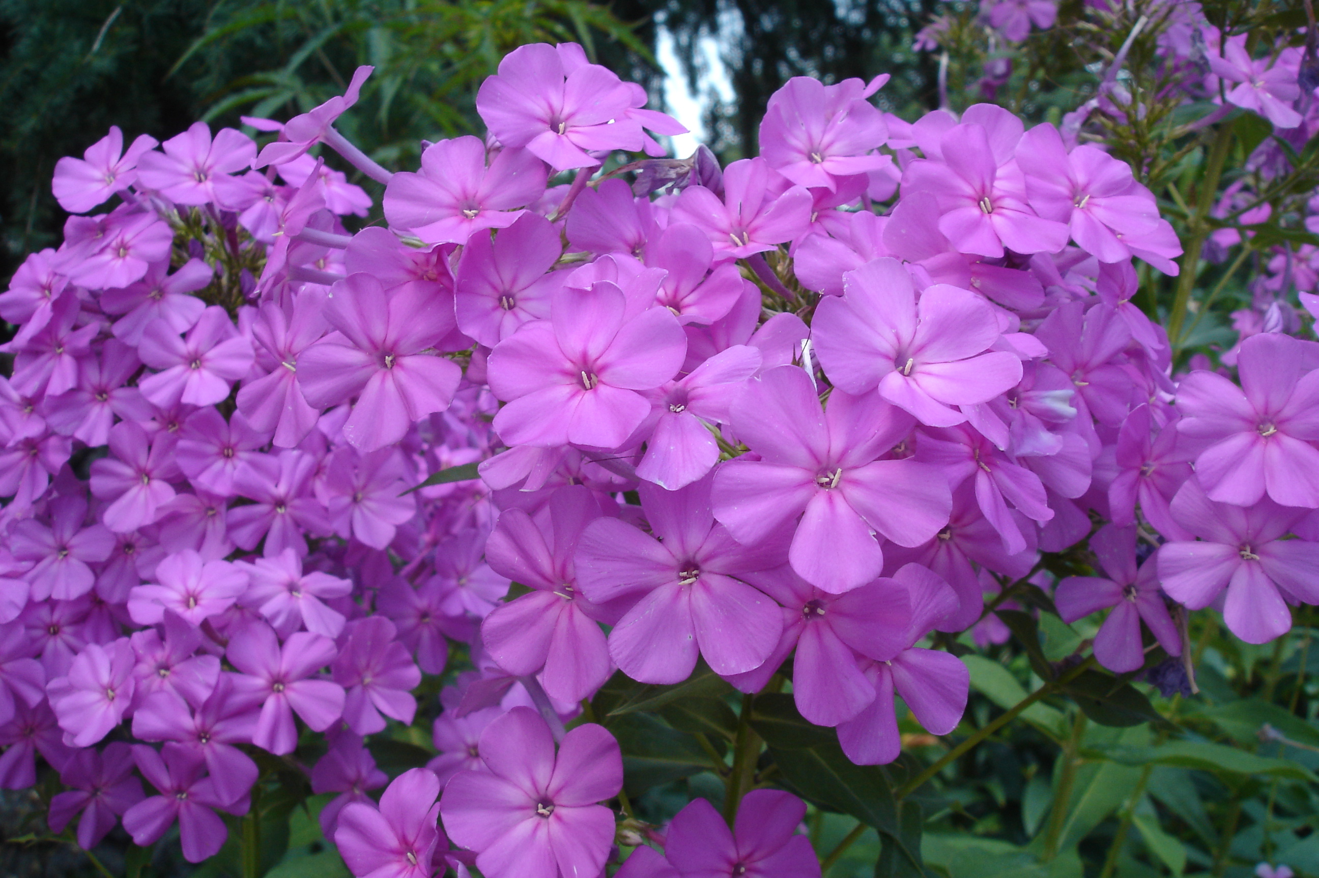 purple_flowers.jpg