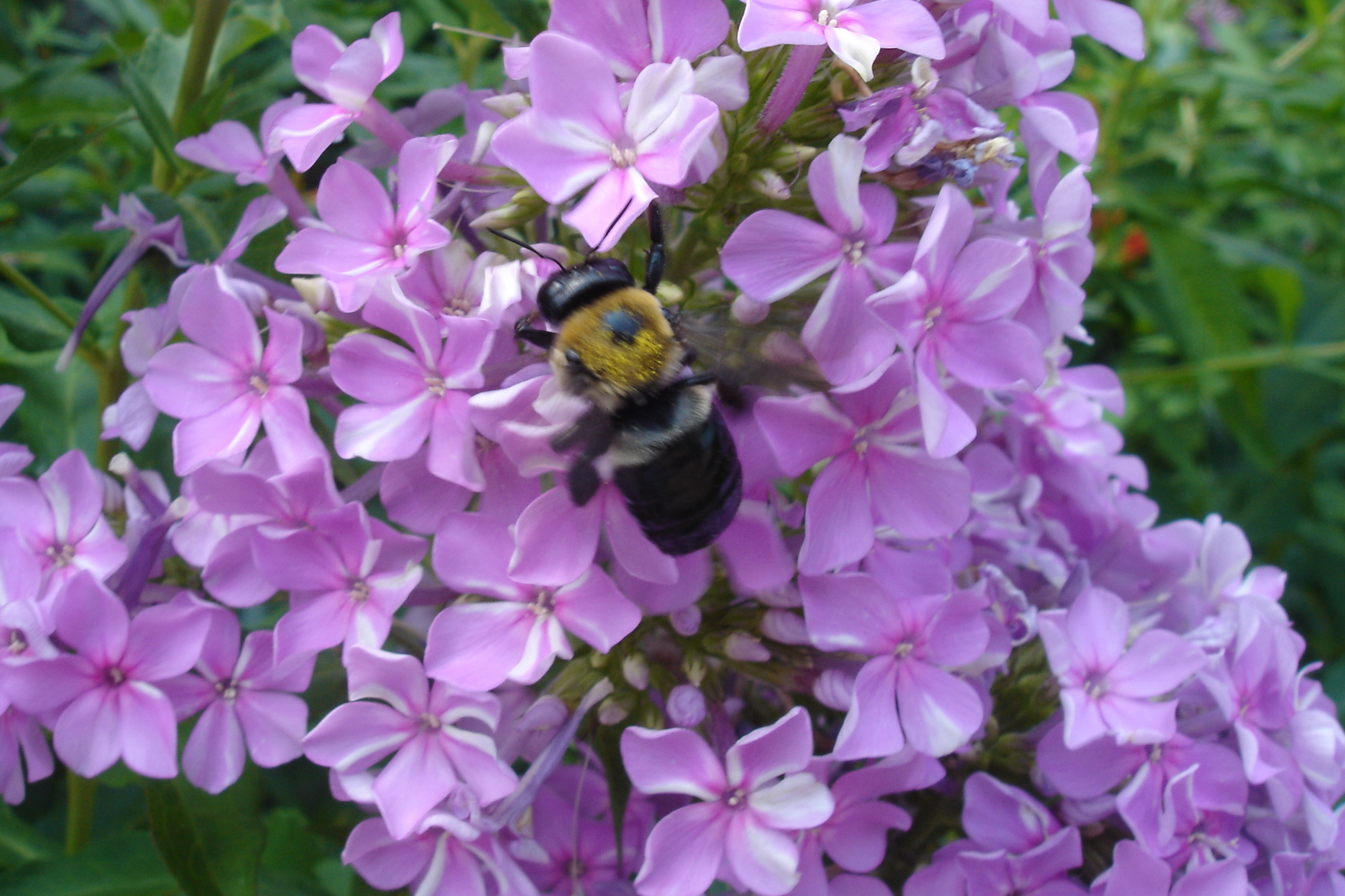 purple_flowers_with_bee_2.jpg