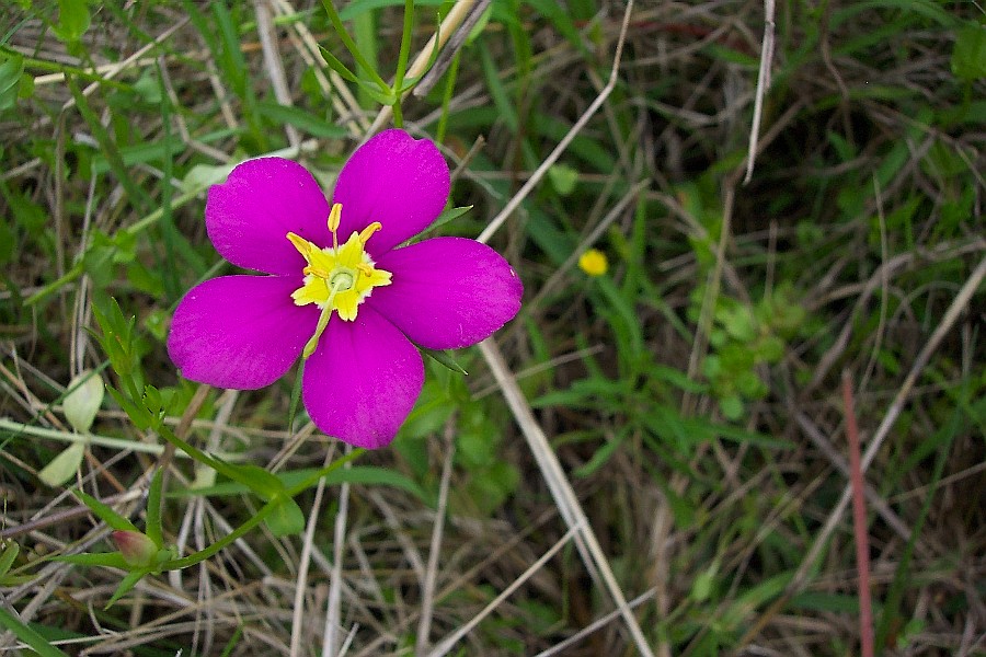 purpleflower001.jpg