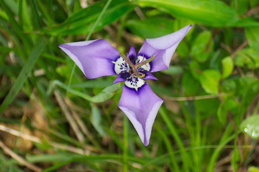 purpleflower002.jpg
