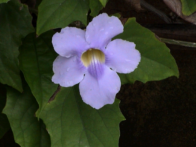 purpleflower01.jpg