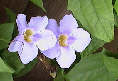 purpleflower02.jpg