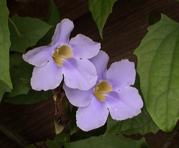 Purple vine flowers