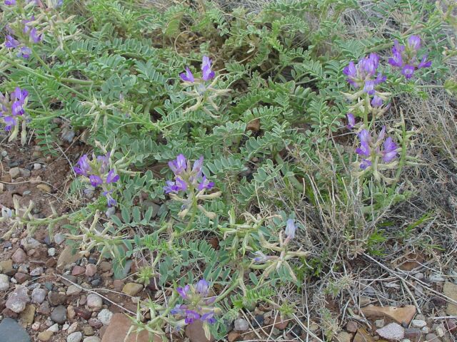 Purple Locoweed