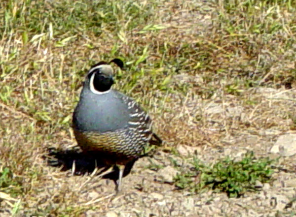 quail2.jpg