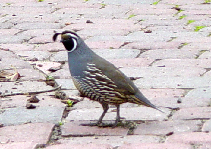 California Quail (Male)