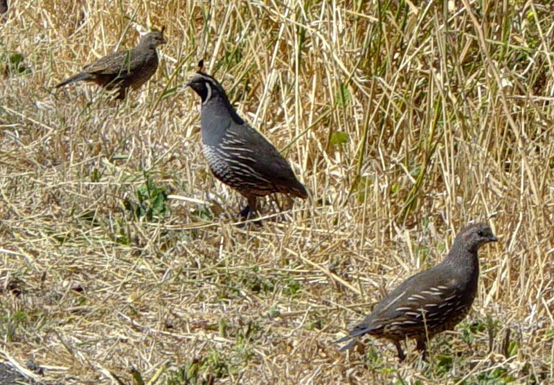 California Quails