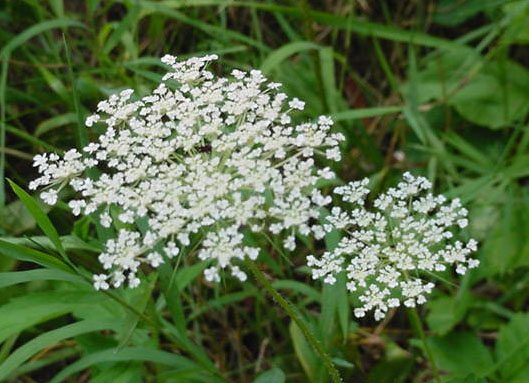 Queen Anne's Lace