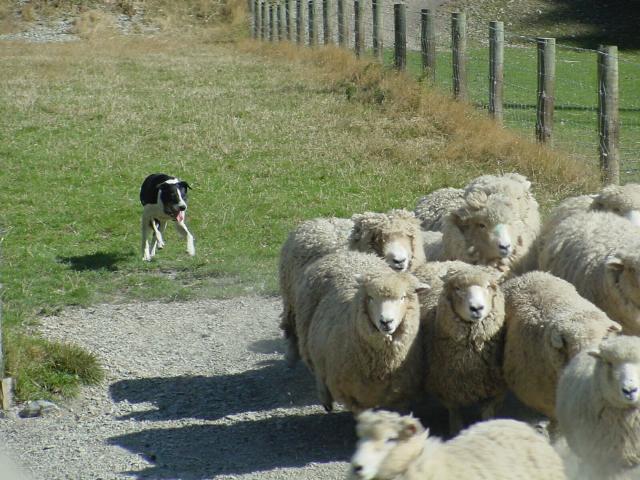 Sheep Dog and flock