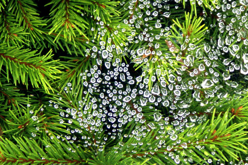 Raindrops caught in a spider's web