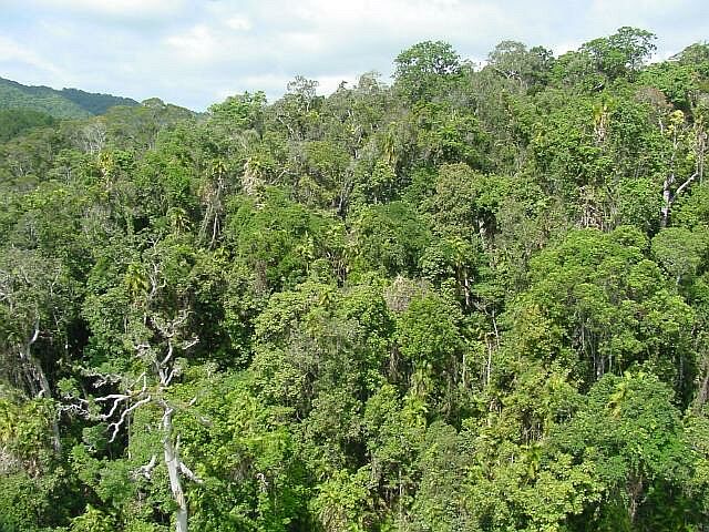 Rainforest in Cairns