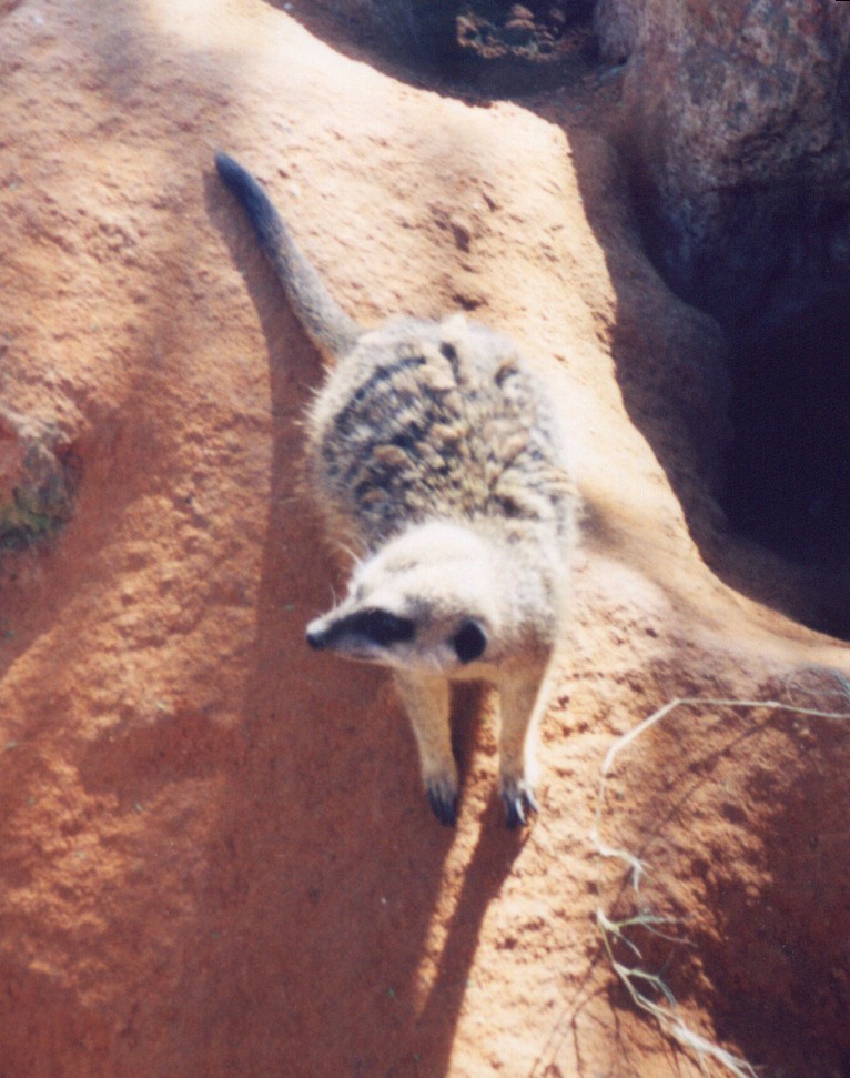 Meerkat