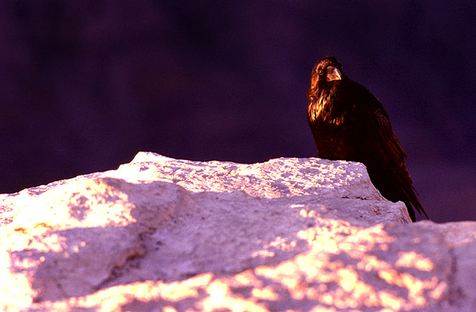 This raven is perched on the edge of the Grand Canyon.