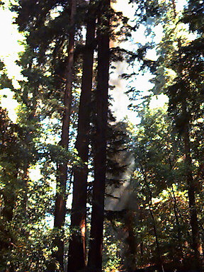 Roaring Camp Railroad