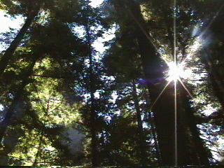 Roaring Camp Railroad