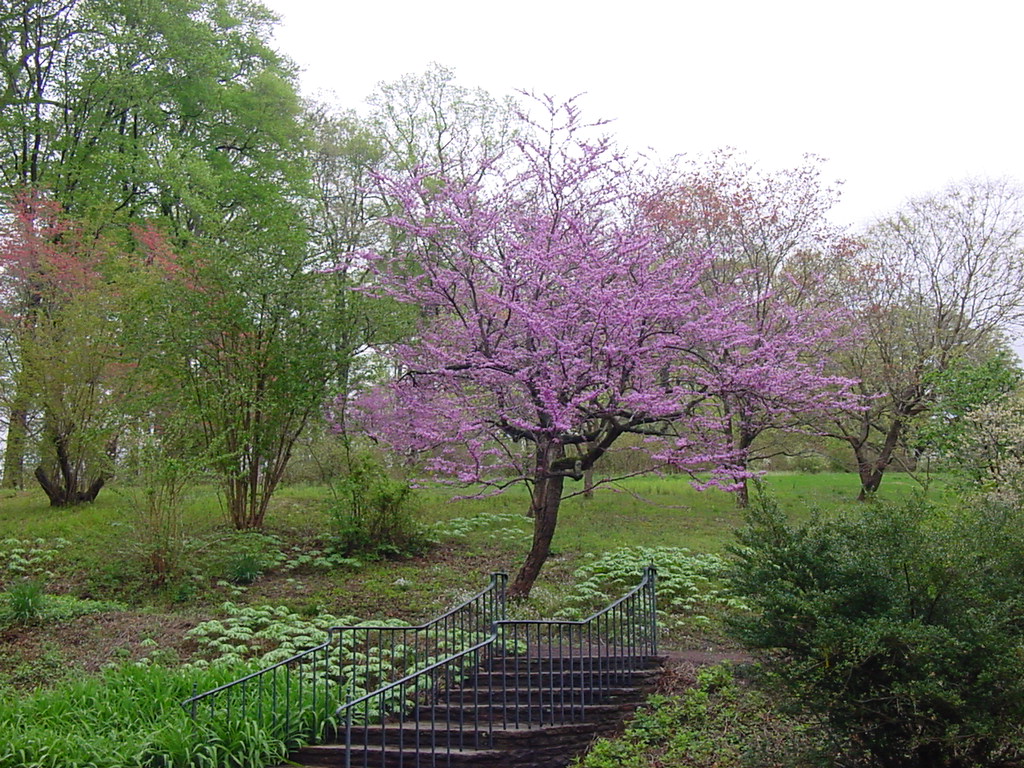 redbud.jpg