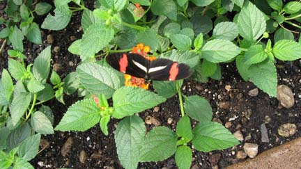 Red Postman Butterfly