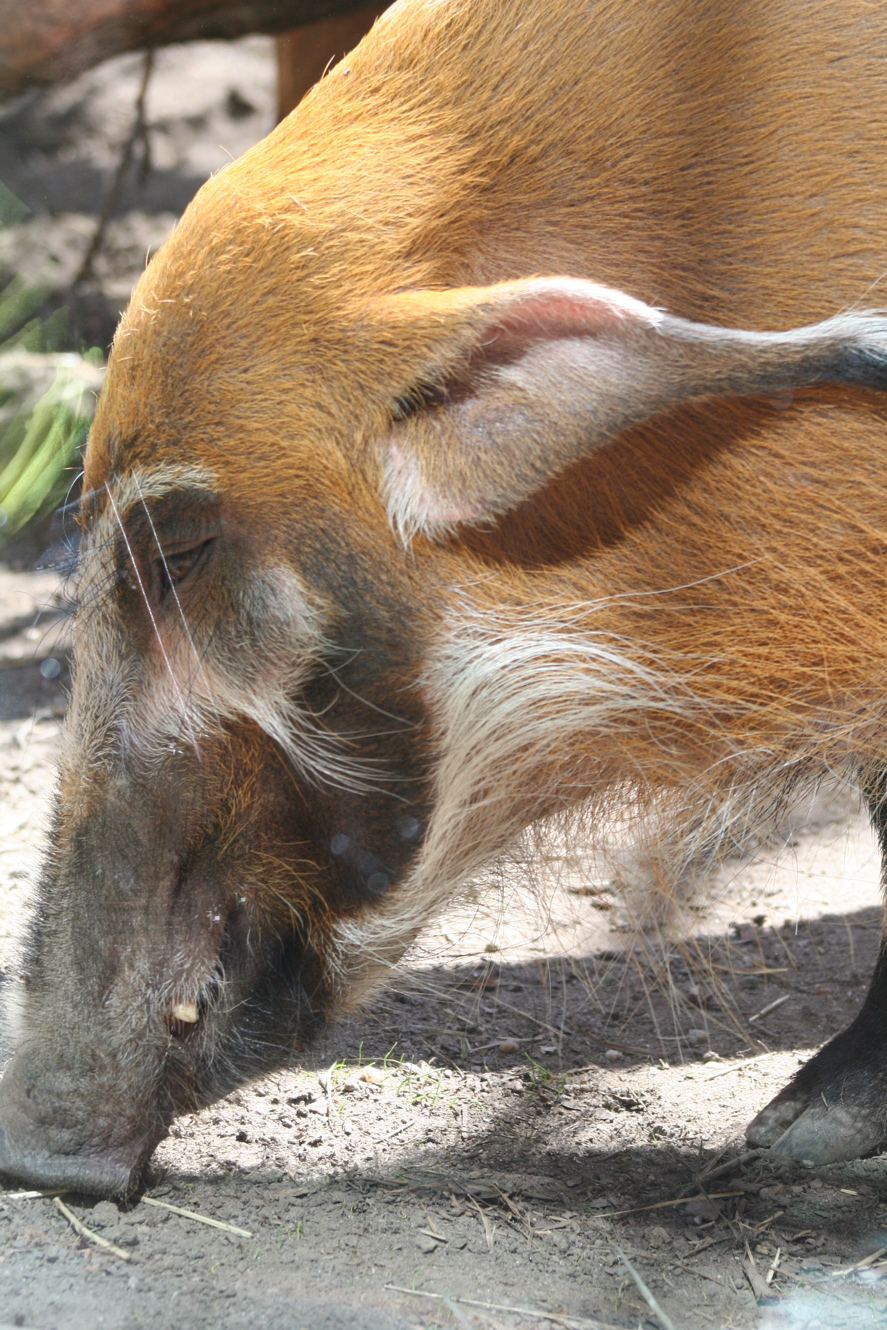 Red River Hog
