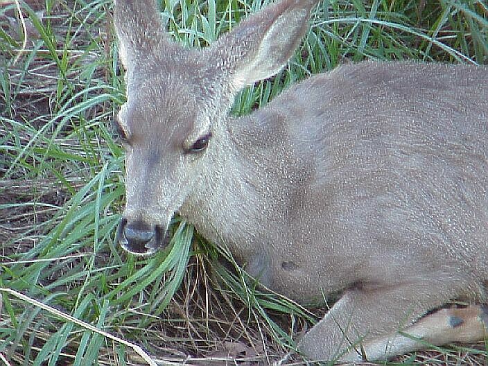 Deer in repose at Red Rock State Park