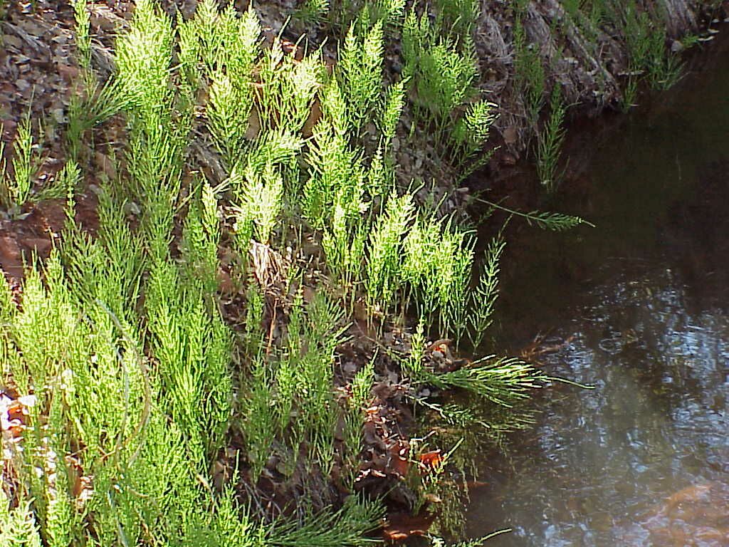 redrock-horsetails.jpg