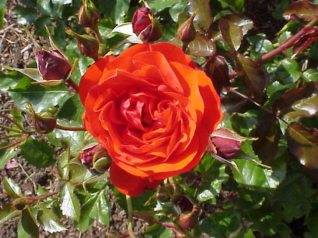 redrose01.jpg