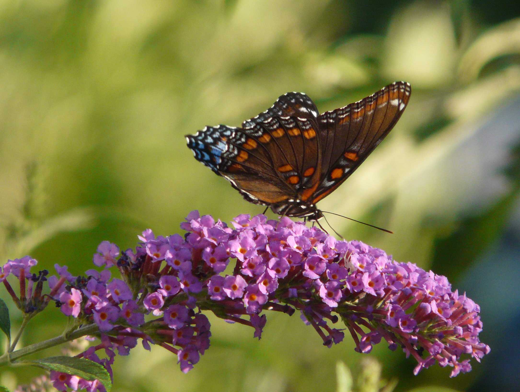 Red Spotted Purple Butterfly on Buddleia Bush