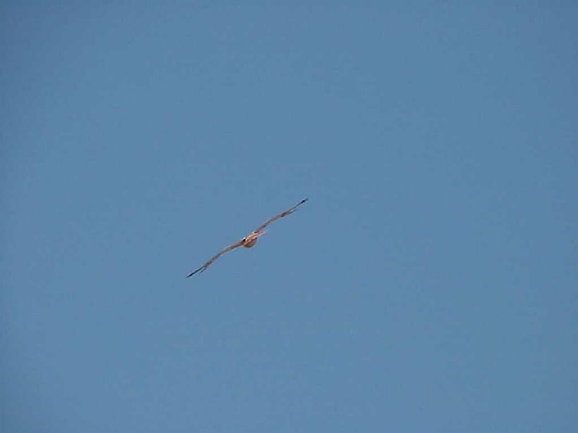 Red Tail Hawk soaring over the Canyon