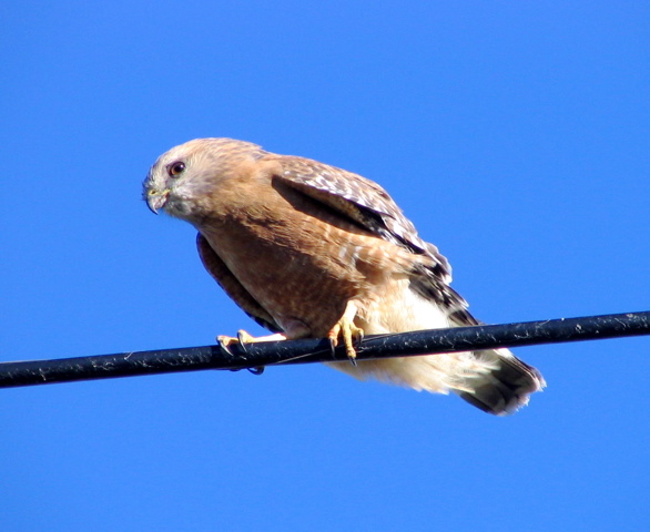 Red Tail Hawk