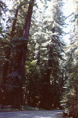 Redwood trees along the roadside in northern California