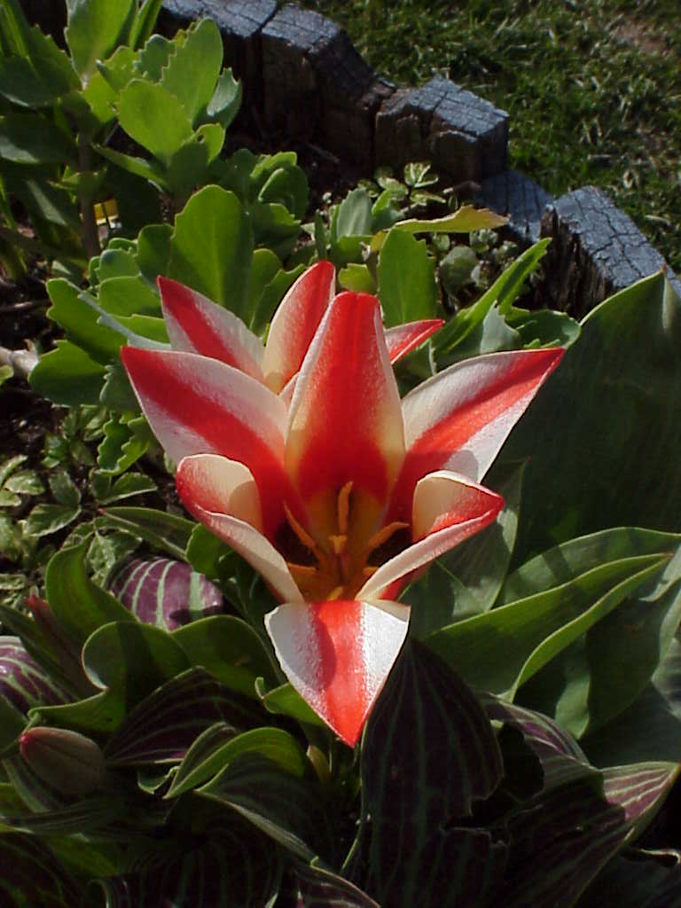 redwhitetulips01.jpg