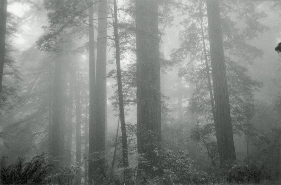 Redwood forest in heavy fog