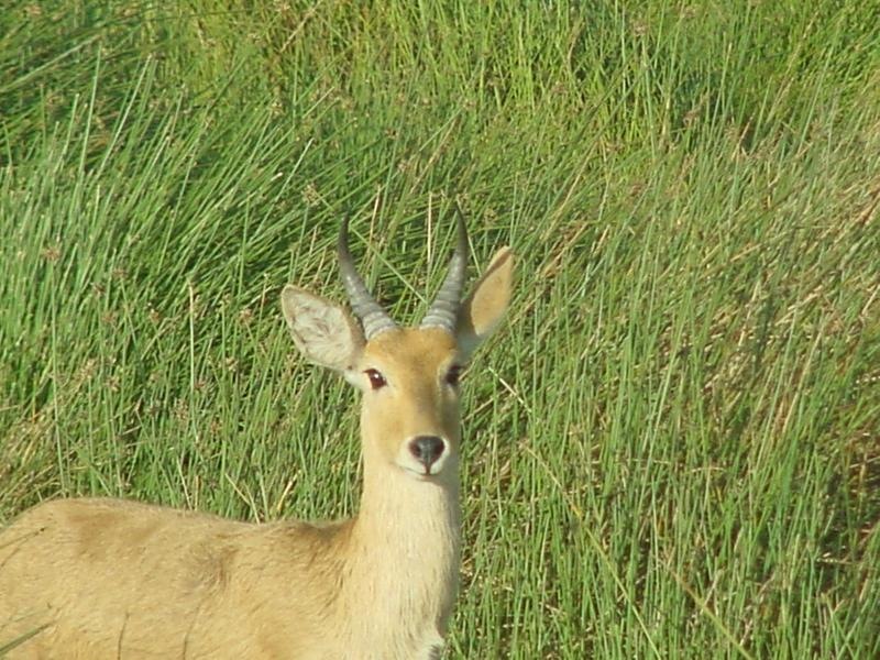 ReedBuck