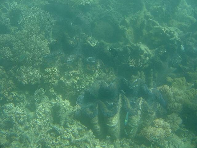 Giant clam on the Reef