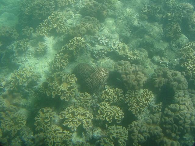 Coral habitat on the reef