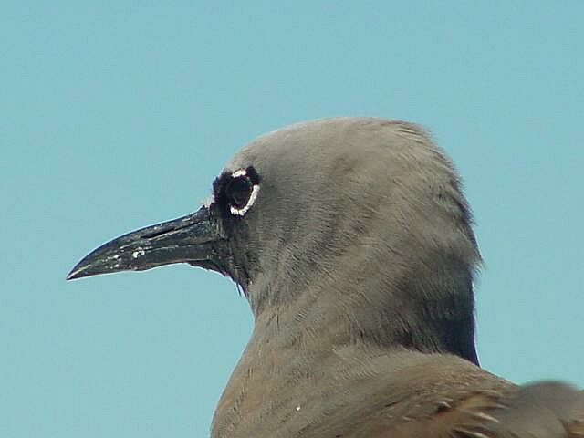 Bird of the Reef